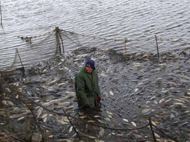 Fishing in ponds