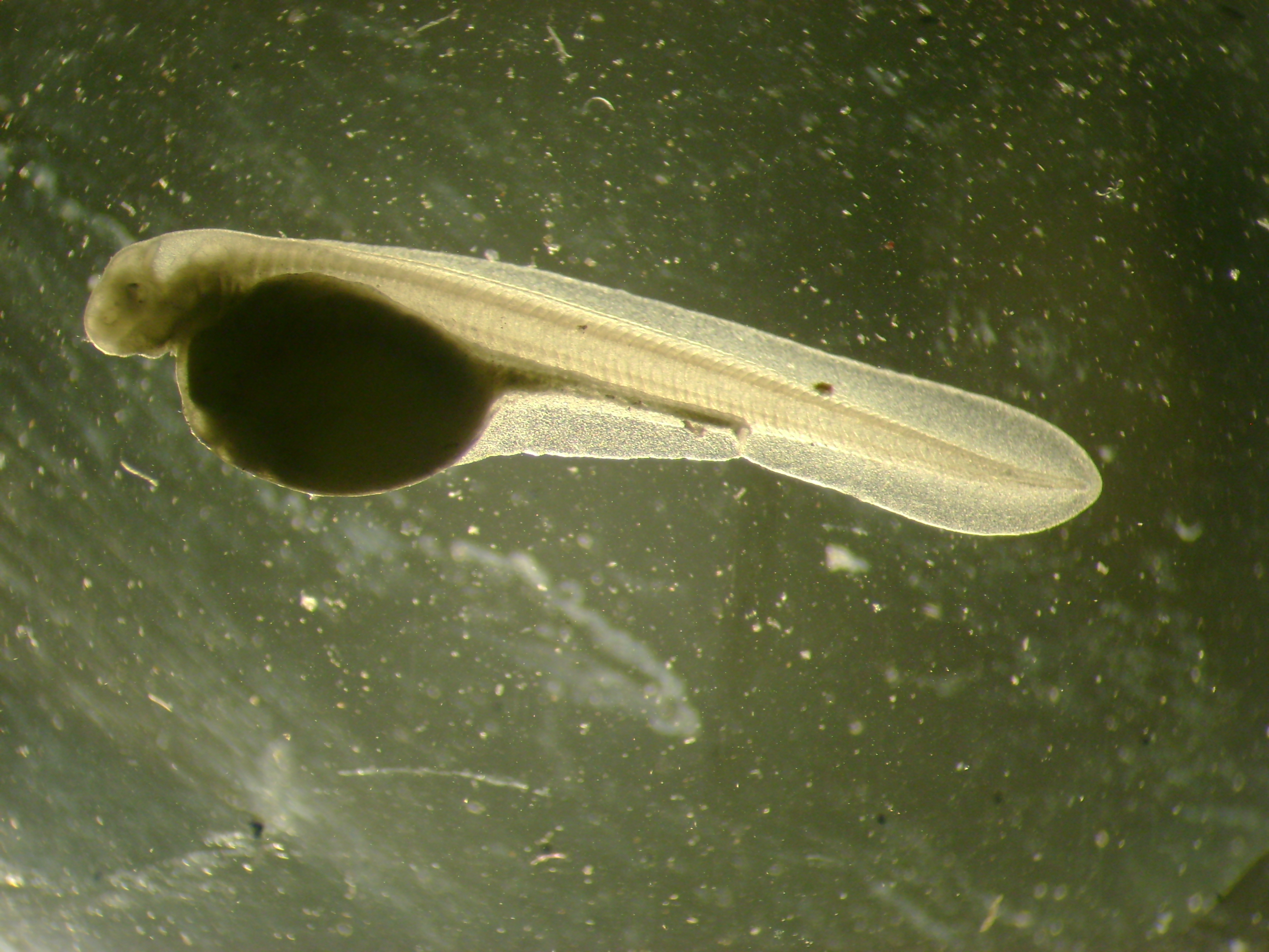 Sterlet larva