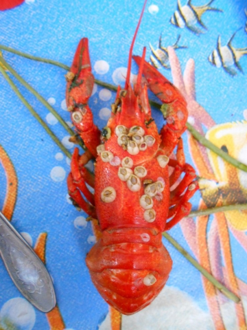 Freshwater crayfish covered with Balanomorpha