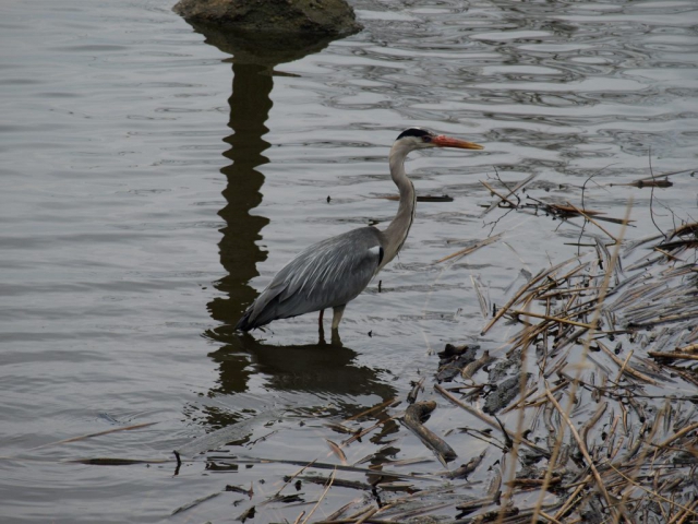 Ardea