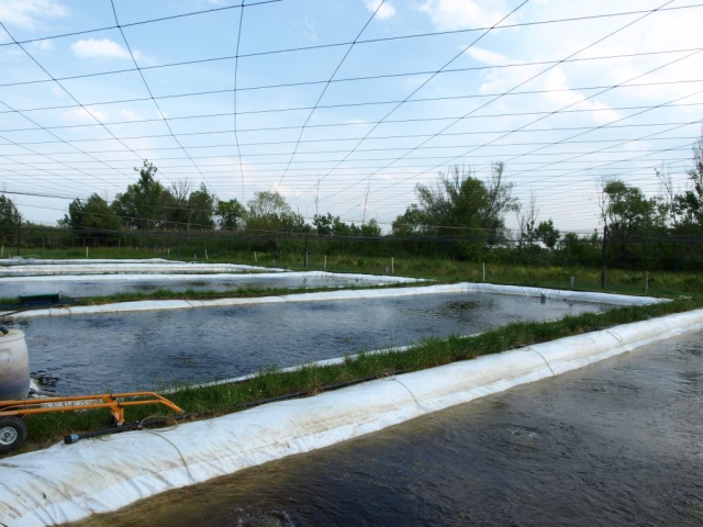 Intensive ponds